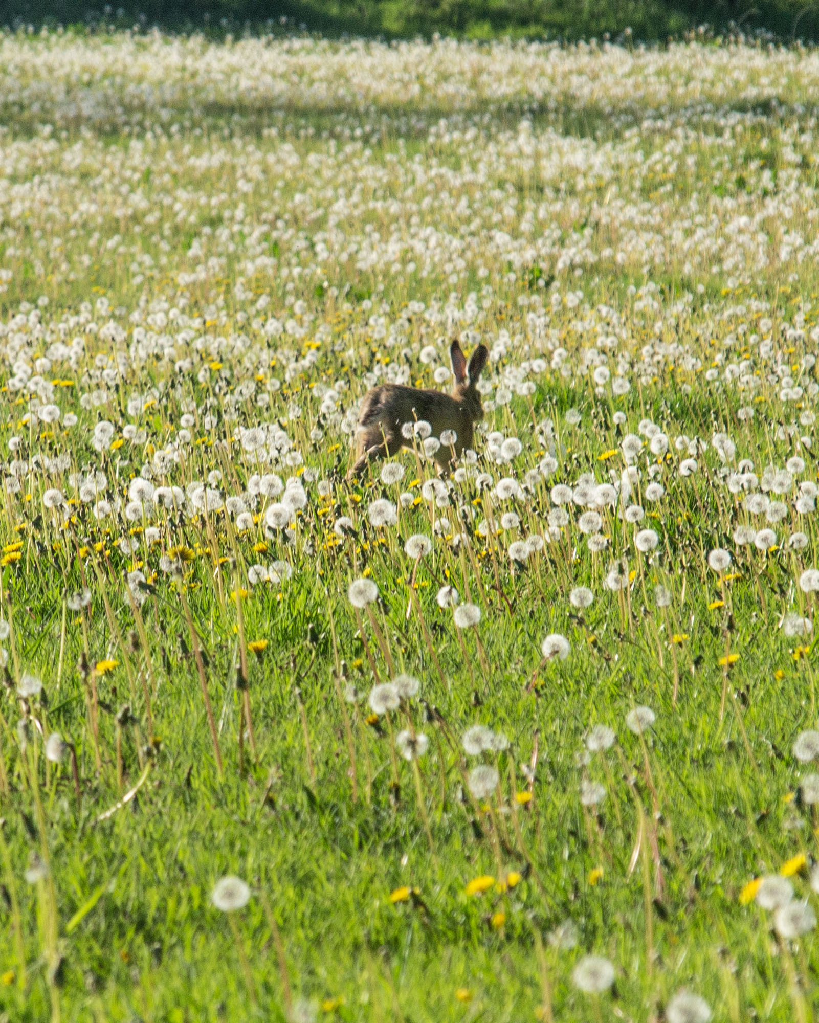 Rabbit in the grass